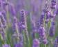 薰衣草图片及生长习性