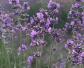 薰衣草种子怎么种？