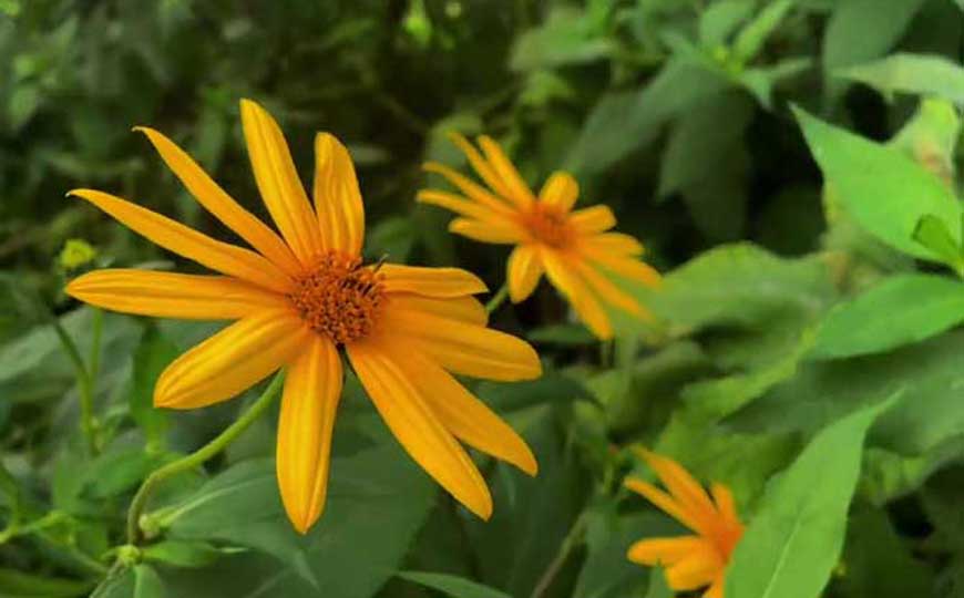 菊芋