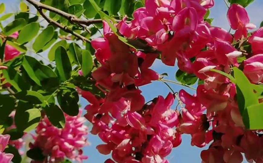 红花槐