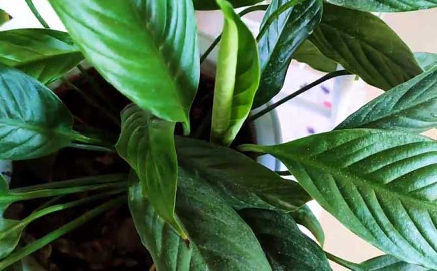 一帆风顺是什么植物?