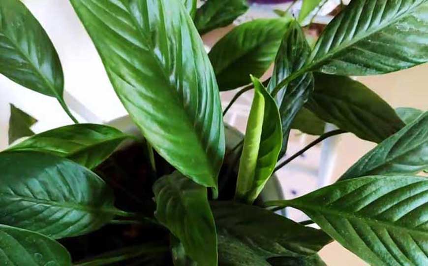 一帆风顺花的寓意和象征