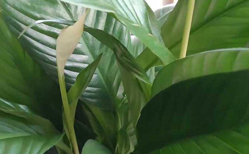 一帆风顺花有毒吗?