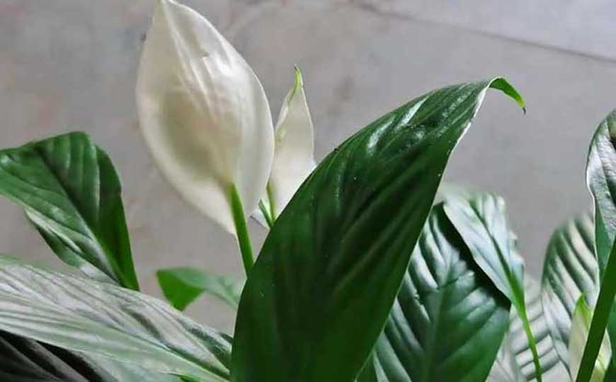 一帆风顺花喜阳还是喜阴?