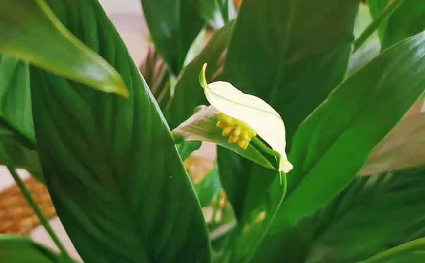 白掌什么时候开花?