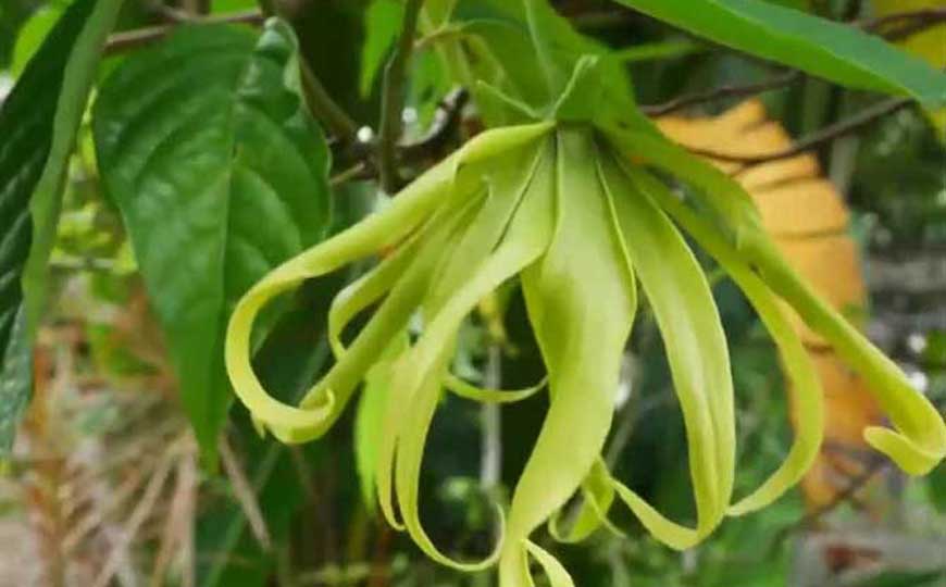 依兰花是什么植物?