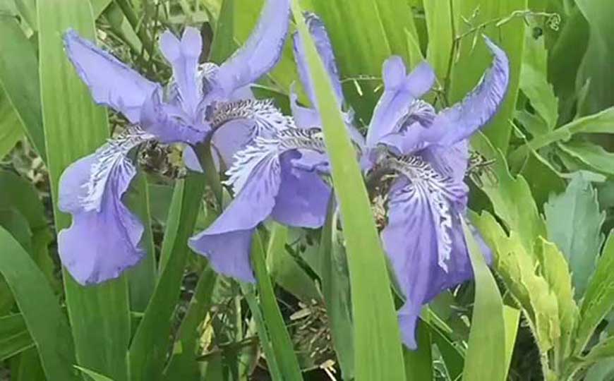 鸢尾兰是什么植物?