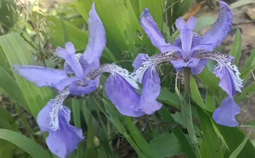 鸢尾兰