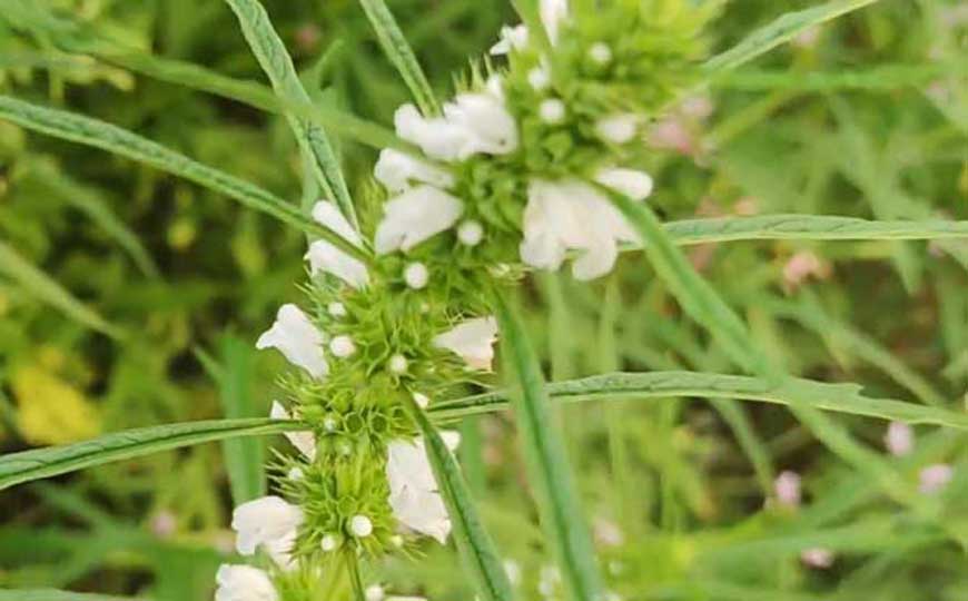 益母草是什么植物?
