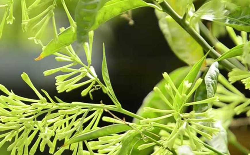 夜来香是什么植物?