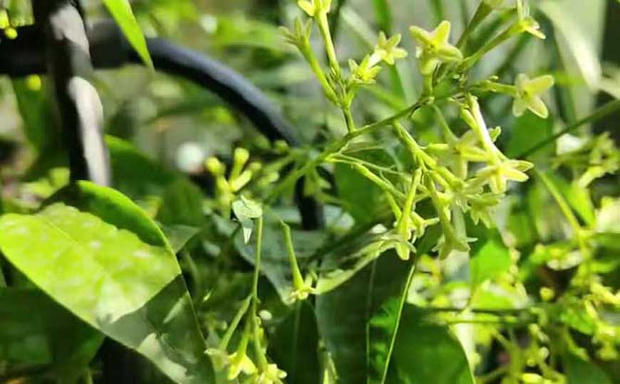 夜来香的养殖方法及注意事项