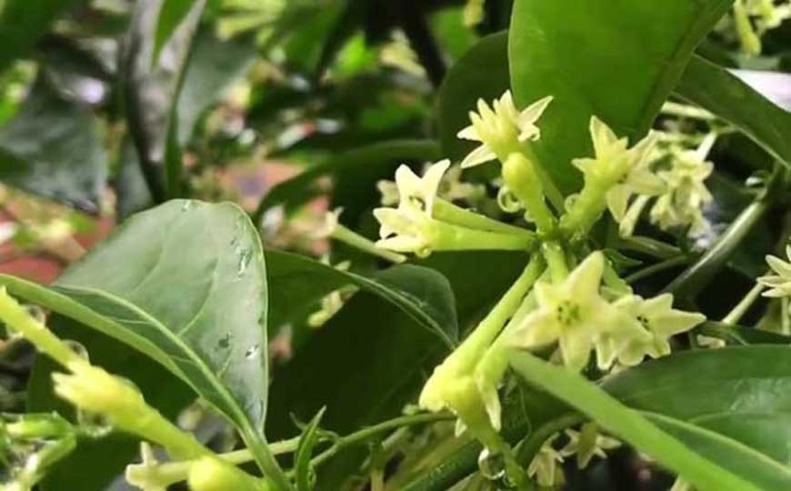 夜来香什么时候开花?