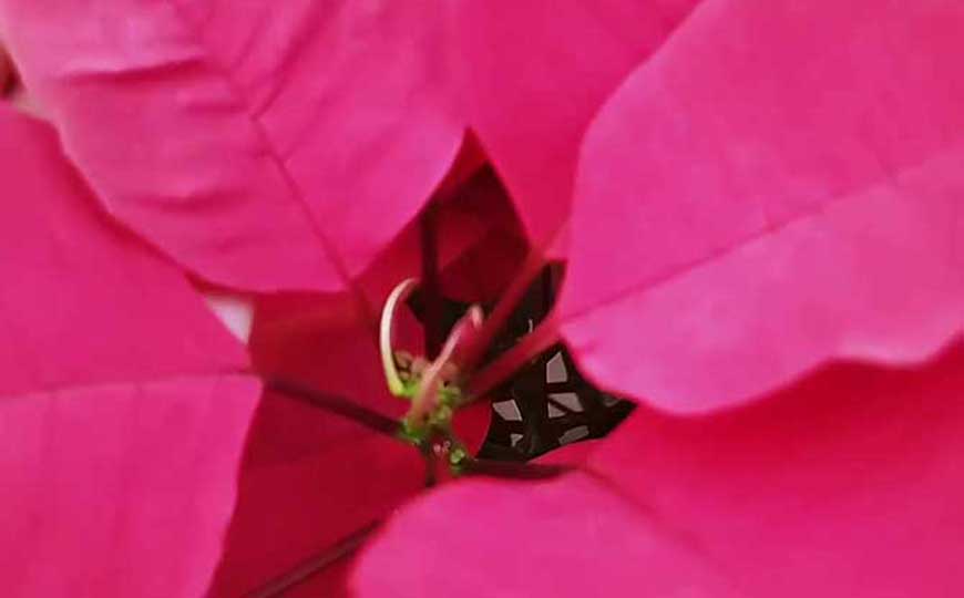 一品红是什么植物?