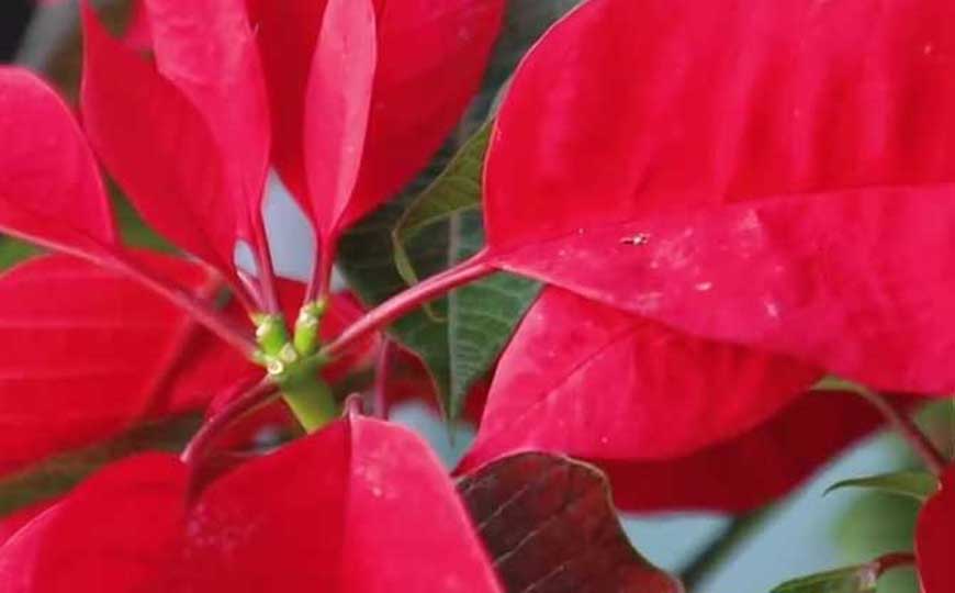 一品红怎么养才更旺盛?