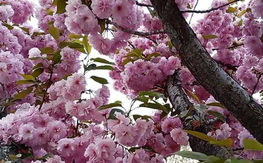樱花(山樱花、荆樱)
