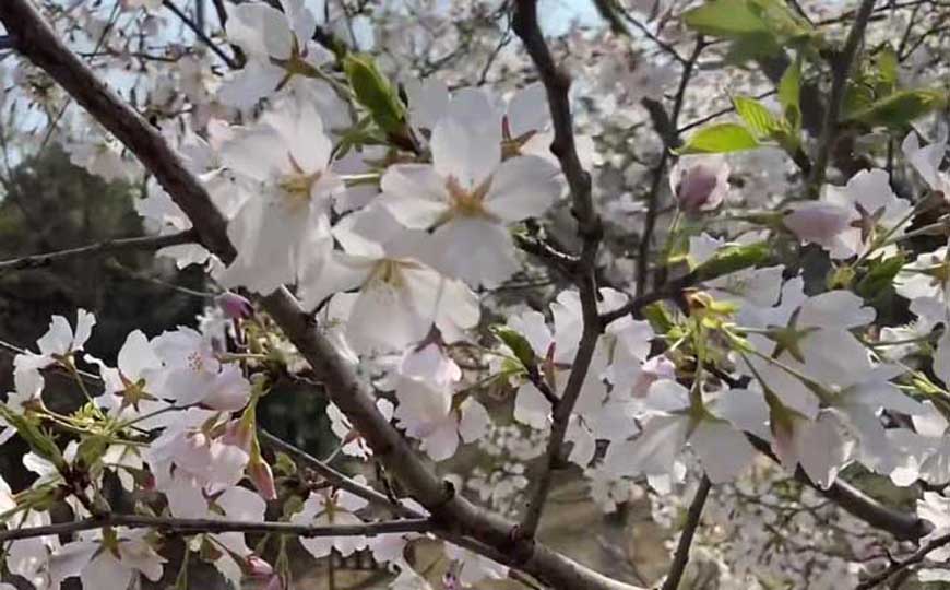 樱花
