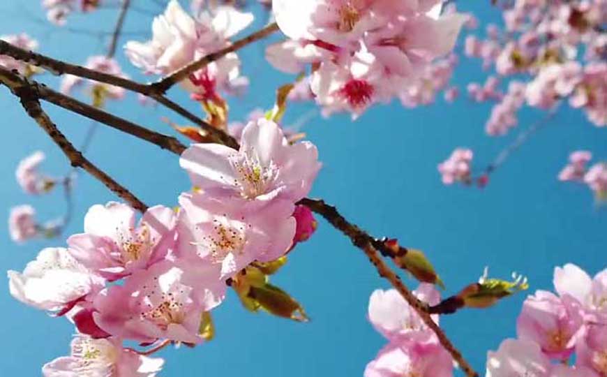 樱花