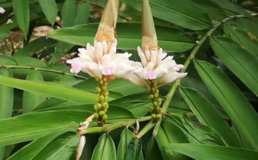 益智(益智仁、益智子)