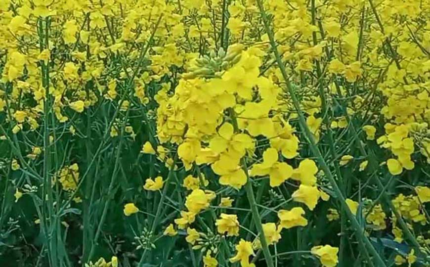 油菜(欧洲油菜、甘蓝型油菜)