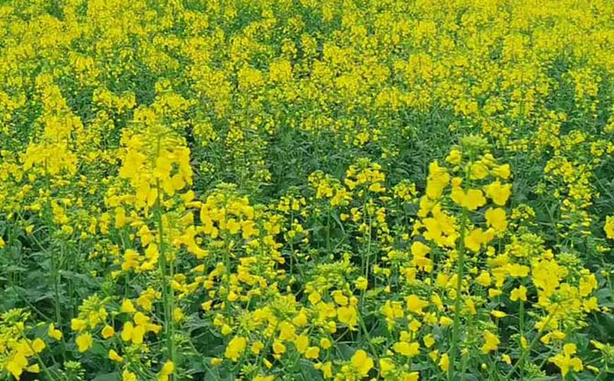 油菜