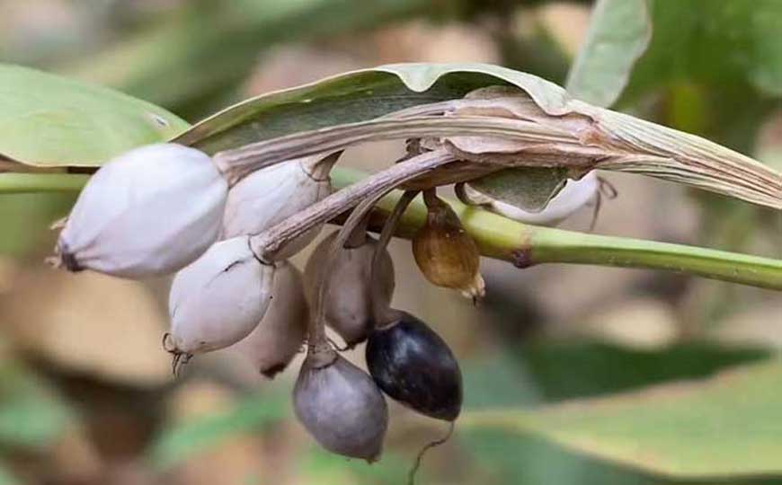 薏苡(薏仁、薏米)