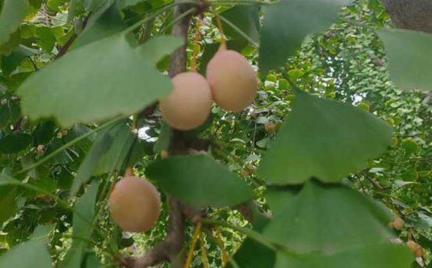 银杏(白果、公孙树)