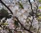 日本早樱是什么植物？