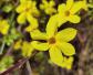 迎春花的特点及生长习性