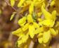 连翘和迎春花的区别