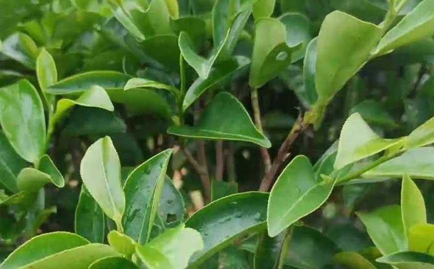 油茶(茶子树、白花茶)