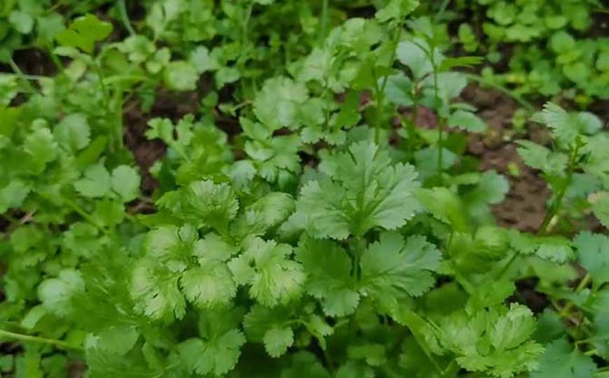 芫荽