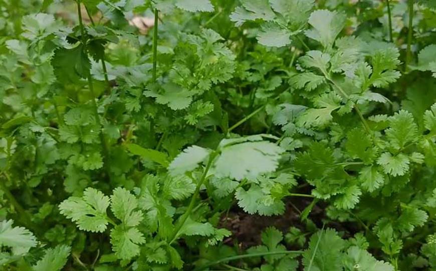 芫荽
