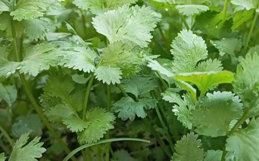 芫荽