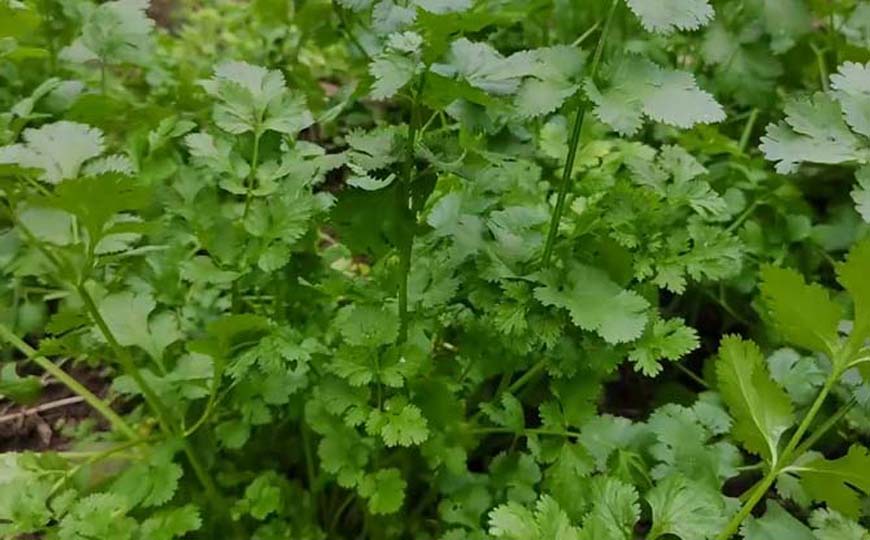 芫荽