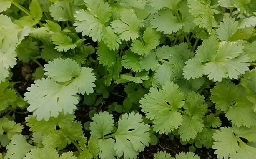 芫荽