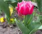 郁金香的种植方法和种植时间