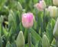 郁金香的花语及象征意义