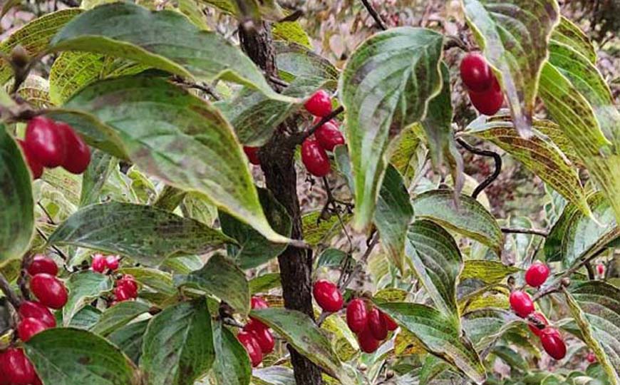 山茱萸(茱萸、越椒)