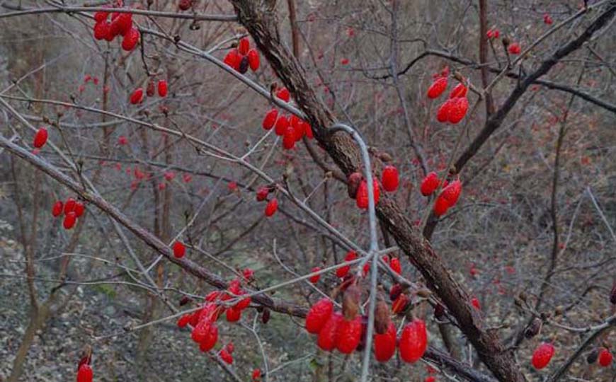 山茱萸