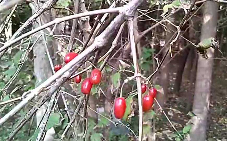 山茱萸