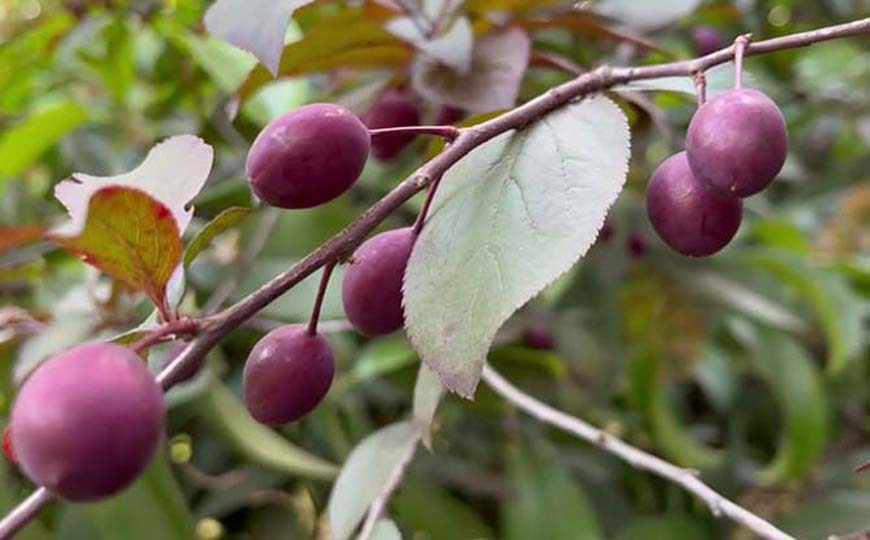 紫叶李