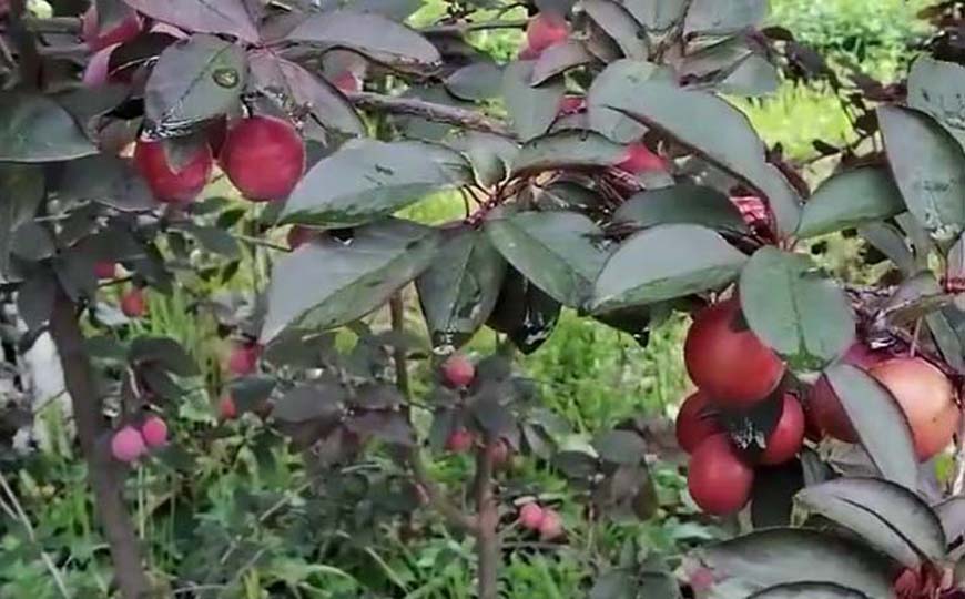 红叶李是什么植物？