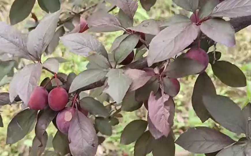 红叶李