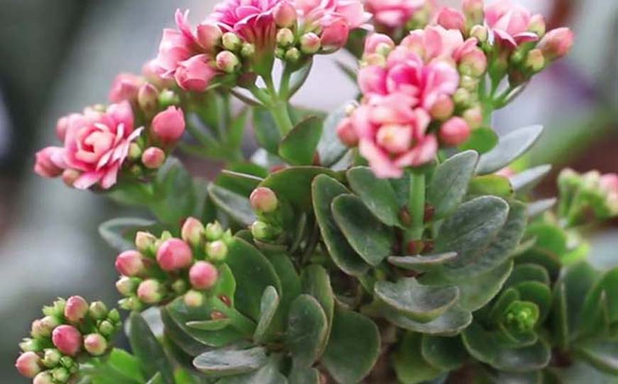 长寿花