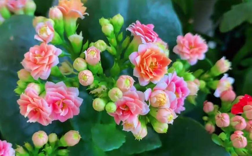 长寿花