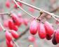 山茱萸图片及药用价值