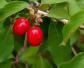 野茱萸是什么植物？