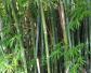 竹子的种类名称及图片大全