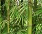 毛竹是什么植物？