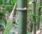方竹是什么植物？
